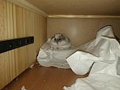 sonstiges hamster5 img0418