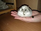 sonstiges hamster5 img0421