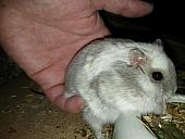 sonstiges hamster5 img0422