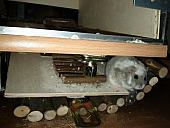 sonstiges hamster5 img0428