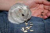 sonstiges hamster5 img0442