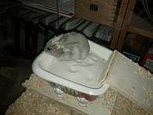 sonstiges hamster5 img0445