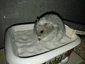 sonstiges hamster5 img0463