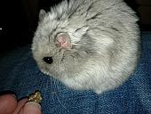 sonstiges hamster5 img0468