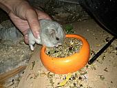 sonstiges hamster5 img0494