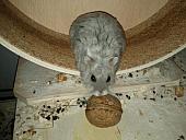 sonstiges hamster5 img0506