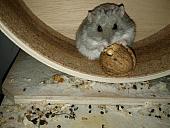 sonstiges hamster5 img0507