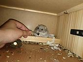 sonstiges hamster5 img0509