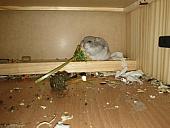 sonstiges hamster5 img0511