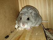 sonstiges hamster5 img0513