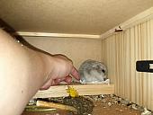 sonstiges hamster5 img0514