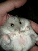 sonstiges hamster5 img0523