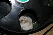 sonstiges hamster5 img0570