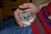 sonstiges hamster5 img0579