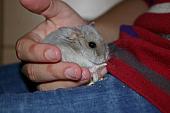 sonstiges hamster5 img0580