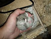 sonstiges hamster5 img0617