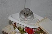 sonstiges hamster5 img0637