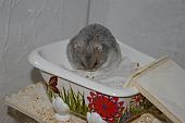 sonstiges hamster5 img0638