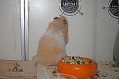 hamster 2013 img0014