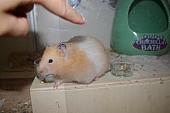 hamster 2013 img0017