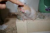 hamster 2013 img0018