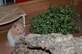 hamster 2013 img0036