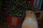 hamster 2013 img0037