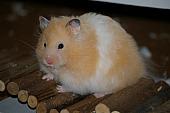 hamster 2013 img0046