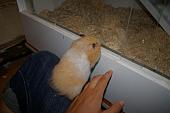 hamster 2013 img0055