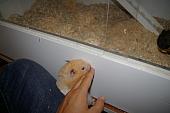 hamster 2013 img0056