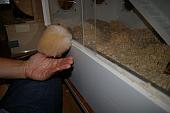 hamster 2013 img0057