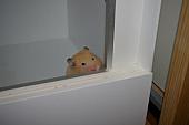 hamster 2013 img0072