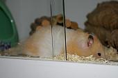 hamster 2013 img0089