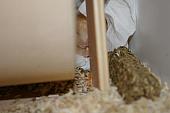 hamster 2013 img0109