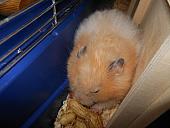 hamster 2013 img0121