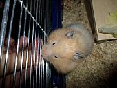 hamster 2013 img0133