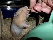 hamster 2013 img0135