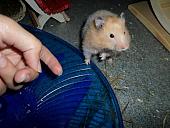 hamster 2013 img0136