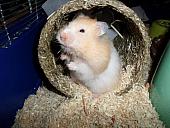 hamster 2013 img0142