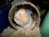 hamster 2013 img0144