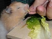 hamster 2013 img0146