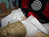 hamster 2013 img0148