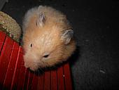 hamster 2013 img0151