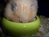 hamster 2013 img0160