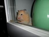 hamster 2013 img0162