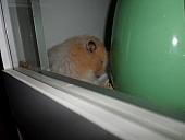 hamster 2013 img0163