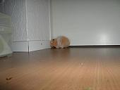 hamster 2013 img0177