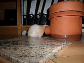 hamster 2013 img0178