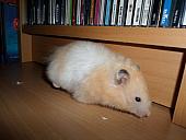 hamster 2013 img0194