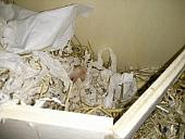 hamster 2013x2 img0105